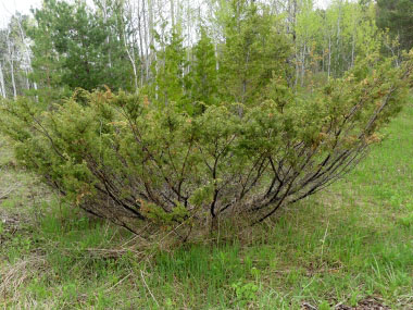 common juniper bush