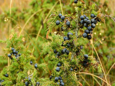 juniper berries