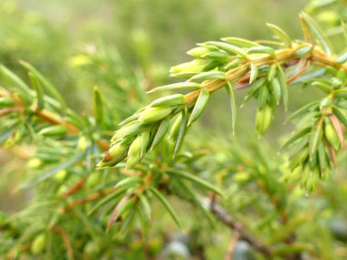 juniper branches