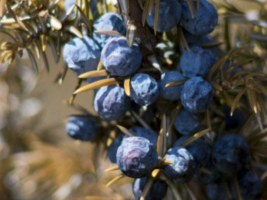 juniper close up