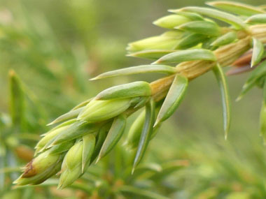 juniper leaves