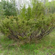 Common Juniper