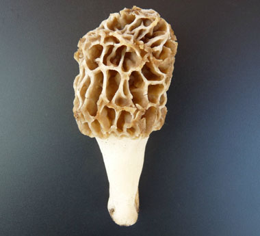 common morel sideview