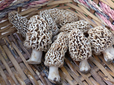 may yellow morels