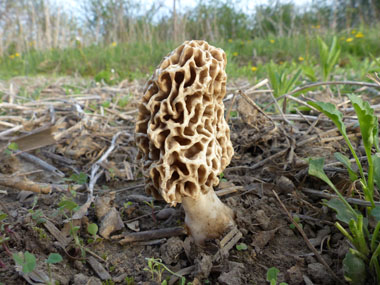 yellow morel may