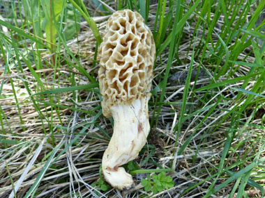 yellow morel stem