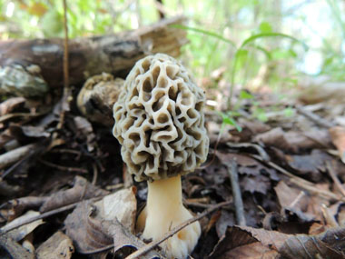 yellow morel