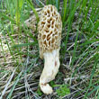 Common Morel