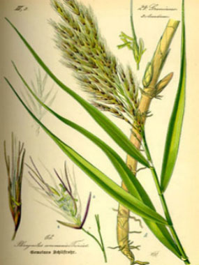 botanical image reed