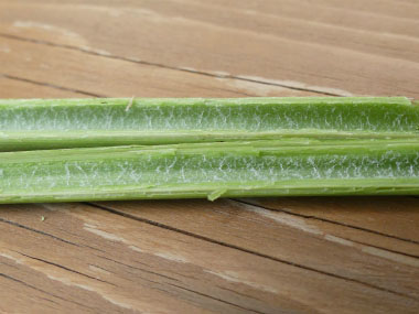 common reed inside stem
