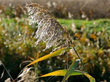 common reed