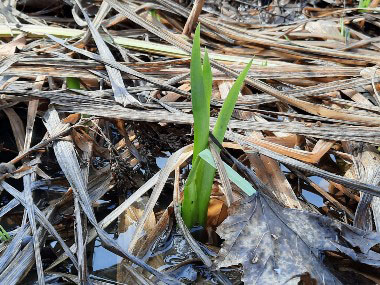 phragmite new growth