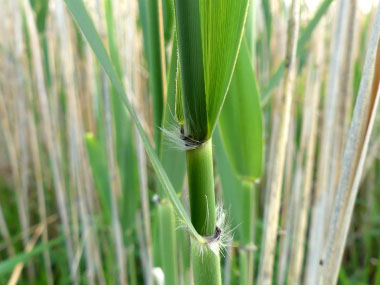 phragmite stem