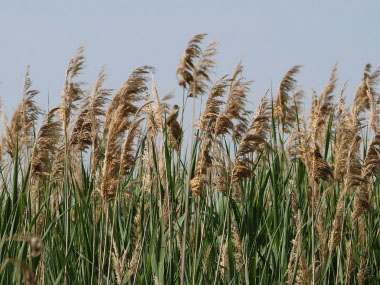 phragmites australis