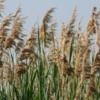 Common Reed