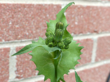 common sow thistle buds