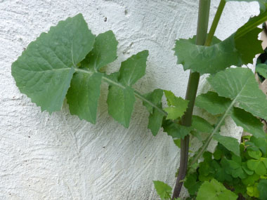 common sow thistle leaves