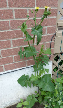 common sow thistle plant