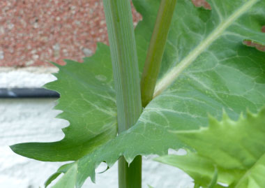 common sow thistle stem and leaf