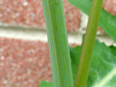 common sow thistle stem