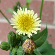 Common Sow Thistle