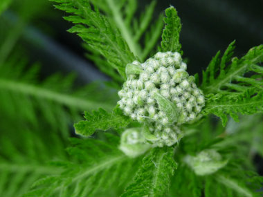 common yarrow buds