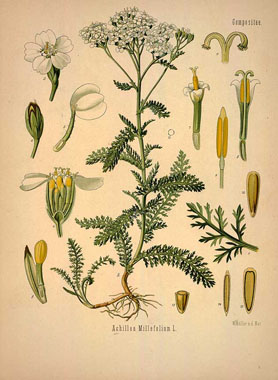 common yarrow drawing