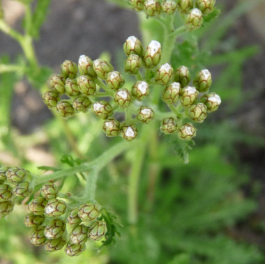 common yarrow early bud growth