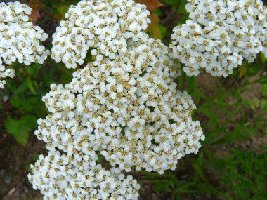 common yarrow flower