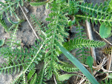 common yarrow leaves