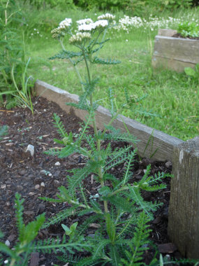 common yarrow plant