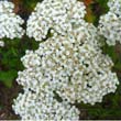 Common Yarrow