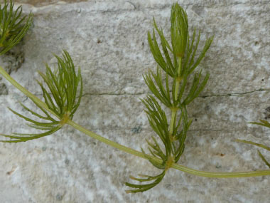 Ceratophyllum demersum plant