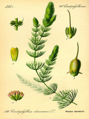 Ceratophyllum demersum