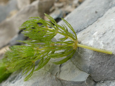 hornwort