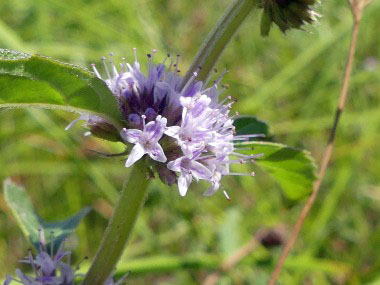 corn mint flower