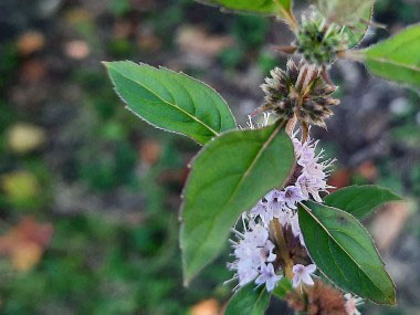 corn mint leaves