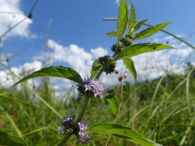 corn mint plant