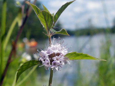 mentha arvensis