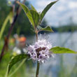 Corn Mint