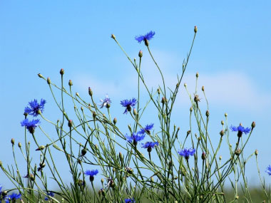 Centaurea cyanus