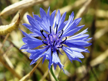 cornflower