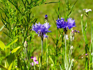 cornflowers