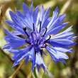 Cornflower