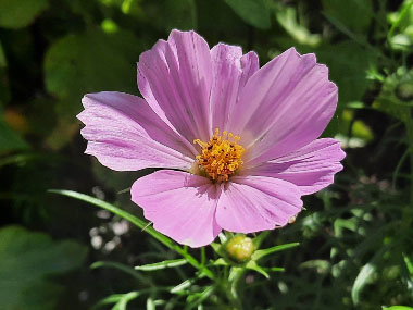 cosmos bipinnatus
