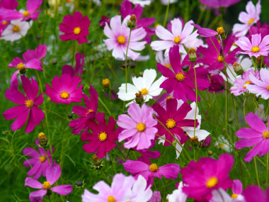 cosmos flowers