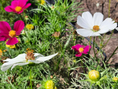cosmos in bloom