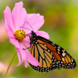 Cosmos
