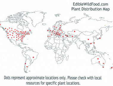 creeping charlie distribution map