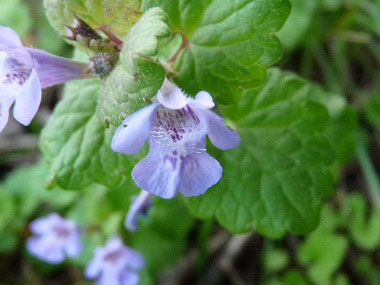 creeping charlie flowers